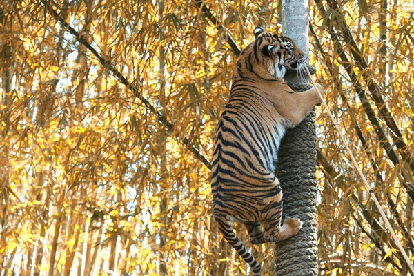 Bengal Tiger  — Stock Photo, Image